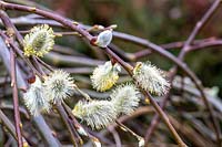 Salix caprea - Goat willow - Male catkins