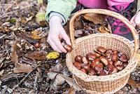 Castanea sativa - Chestnut - harvesting nuts from forest floor 