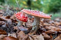 Amanita muscaria - Fly Agaric - toadstools on forest floor