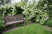 Rosa 'Bobbie James' - Rambler Rose - in corner of garden with wooden bench nearby 