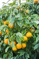 Citrus medica - Citron 
