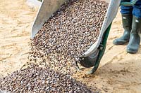 Man tipping wheelbarrow full of 'scottish pebbles' gravel onto sand base of path
