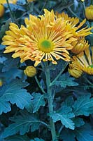 Chrysanthemum 'Trendy Time'  