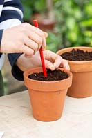 Person using a pencil to make a hole to plant a single chilli seed into a pot filled with coir peat.