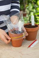 Person putting a plastic bag over a pot to act as a mini glass house.
