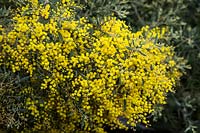 Acacia x hanburyana - Hybrid Wattle 