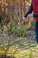 Using secateurs to prune Ribes uva-crispa - Gooseberry Bush - by shortening stems