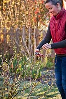 Woman using secateurs to prune Ribes uva-crispa - Gooseberry Bush - by shortening stems