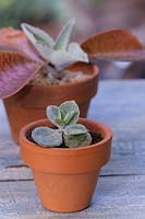 Close up of an established Donkey Ears succulent plantlet growing into a small terracotta pot.
