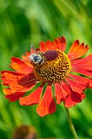 Bumblebee on Helenium 'Moerheim Beauty' - Sneezeweed 