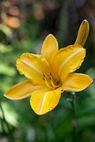 Hemerocallis - Yellow Day Lily 