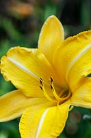 Hemerocallis - Yellow Day Lily