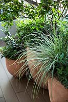 Carex oshimensis 'Everest' - Variegated Sedge - amongst group of pots 
