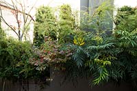 Planter at boundary of roof garden filled with mixed shrubs: Mahonia 'Narihira', Spiraea arguta, Loropetalum 'Black Pearl'