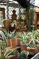 View across bench display of Agave in terracotta pots