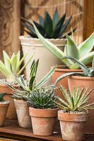 Display of Agave in pots 