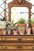 Sales display of potted Agave on vintage furniture in a nursery greenhouse