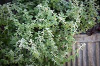 Helichrysum microphyllum syn. Plecostachys serpyllifolia - Dwarf Curry Plant