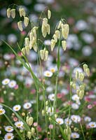 Self-seeded Briza maxima - Greater Quaking Grass - with Erigeron karvinskianus syn. mucronatus - Mexican Daisy