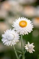 Helichrysum bracteatum 'White' - Strawflower, Paper Daisy, Everlasting Flower