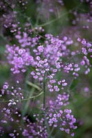 Thalictrum delavayi - Chinese Meadow Rue