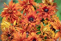 Picked Rudbeckia hirta 'Cherokee Sunset' - Coneflower, Black-eyed Susan - cut flowers 