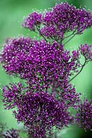Trachelium caeruleum 'Lake Michigan Purple' - Lake Michigan Series - Throatwort, Lace flower