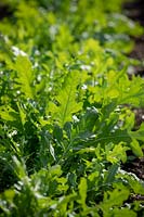 Eruca sativa 'Serrata' - Salad Rocket