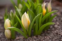Tulipa 'Tarda' - Species Tulip