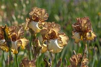 Tall Bearded Iris 'Patina' 