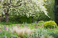 Border with tulips: Tulipa 'Barcelona', 'Maureen', 'Queen of Night', Camassia Lechtlinii caerulea, Stachys byzantina, Buxus balls, Taxus topiary and Cherry tree in background in front garden. 