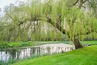 Weeping willow tree beside the lake