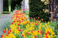 Side way view of the border with red tulips and yellow Erysimum. 