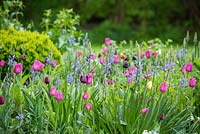 Border with tulips Tulipa 'Barcelona', 'Maureen', 'Queen of Night', Camassia Lechtlinii caerulea in front garden. 