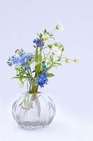 Still life - spring flowers - Myosotis sylvatica - Greater stitchwort - in small glass vase