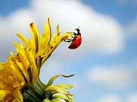 Seven-spot ladybird Coccinella punctata on flower