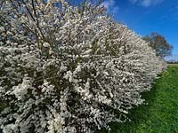 Prunus spinosa 'Blackthorn'