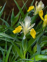 Iris bucharica 'Bukhara'