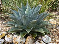 Agave montana 'Baccarat' - Baccarat Hardy Century Plant 