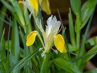 Iris bucharica 'Bukhara'