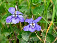 Viola riviniana - Common Dog-violet 