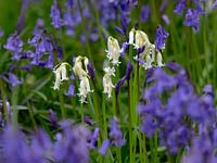 Bluebell Hyacinthoides non-scriptus and white variation 