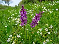 Orchis mascula 'Orchid' and Stellaria holostea 'greater stitchwort'.