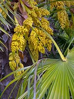 Trachycarpus fortunei - Chusan Palm - single leaf near flowers 
