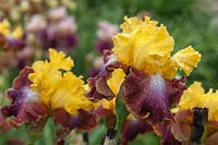 Tall Bearded Iris 'Darcy's Choice' Schreiner, 2007 with rain drops