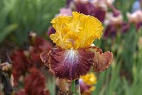 Tall Bearded Iris 'Darcy's Choice' 