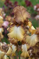 Tall Bearded Iris 'Patina'