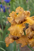 Tall Bearded Iris 'Into the Wilderness' Timothy Blyth, 2001