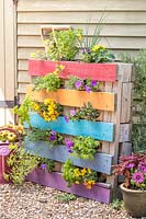 Pallet planter filled with colourful bedding and herbs and painted with rainbow colours