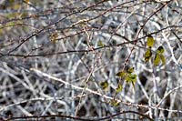 Rubus biflorus - White-stemmed Bramble 